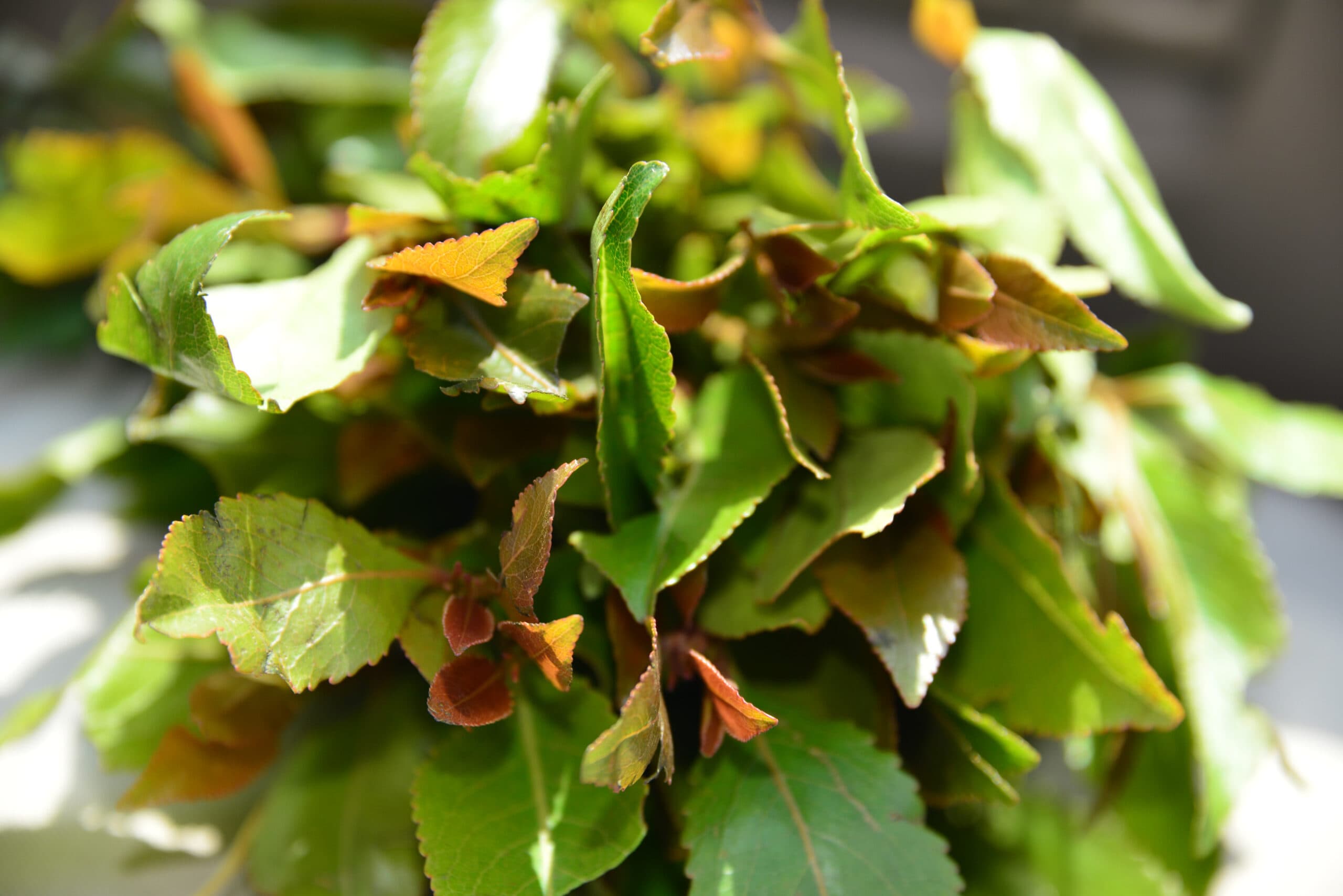 khat plant leaves bunch