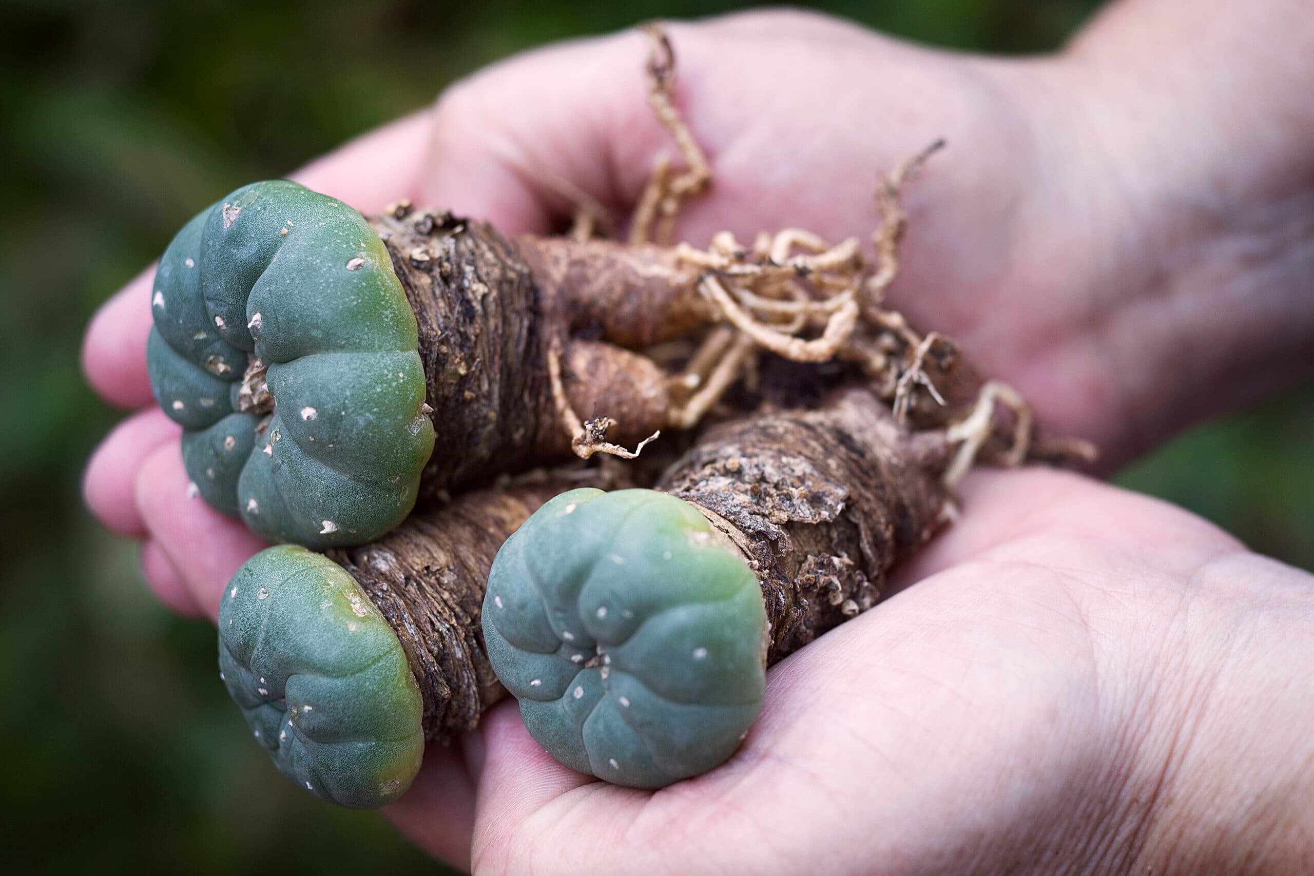 mescaline peyote psychedelic plant