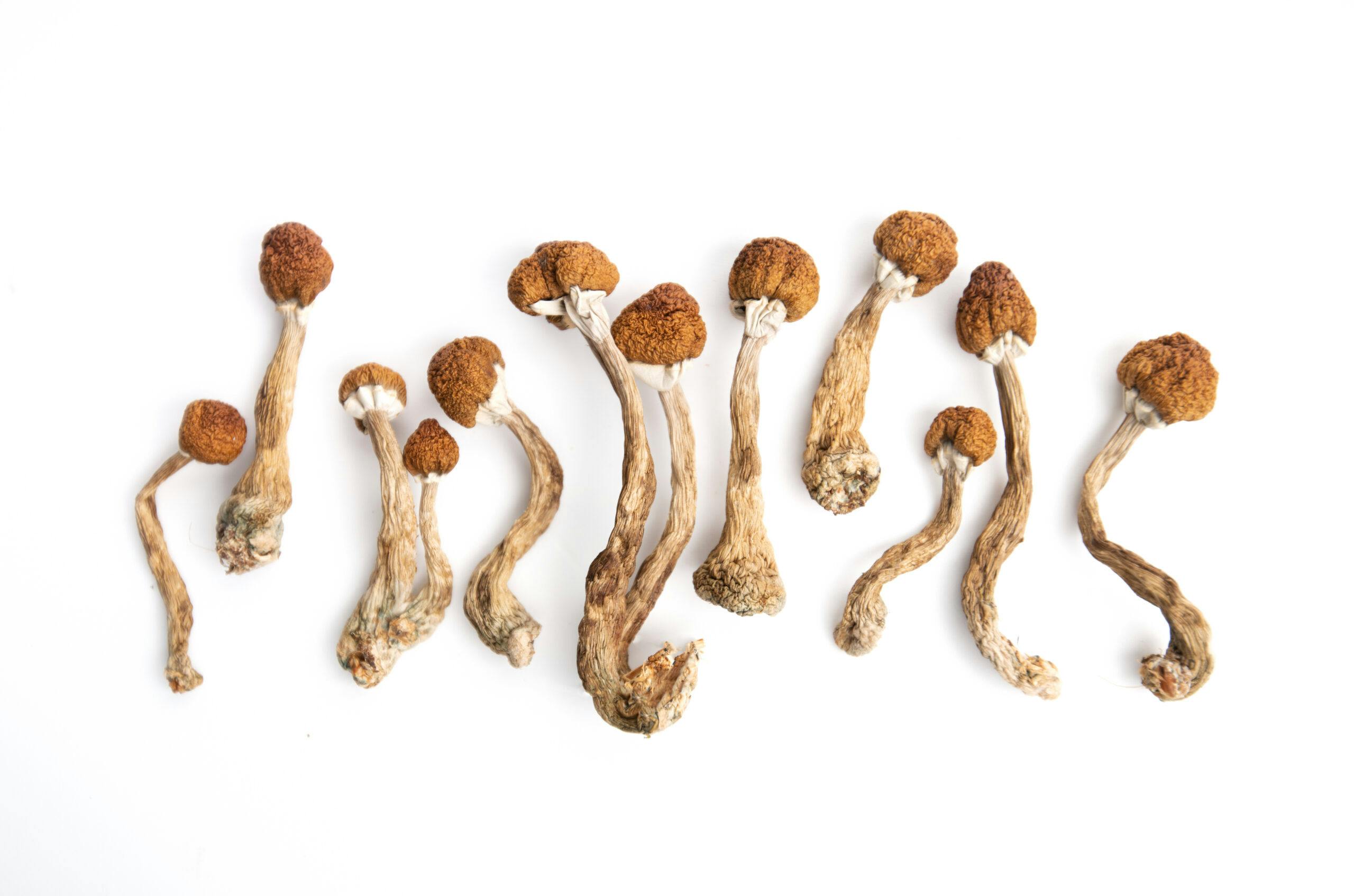 Mushrooms Withdrawal Symptoms: Understanding the Impact of Psychedelic Use  - Lantana Recovery: Addiction Treatment Rehab Center