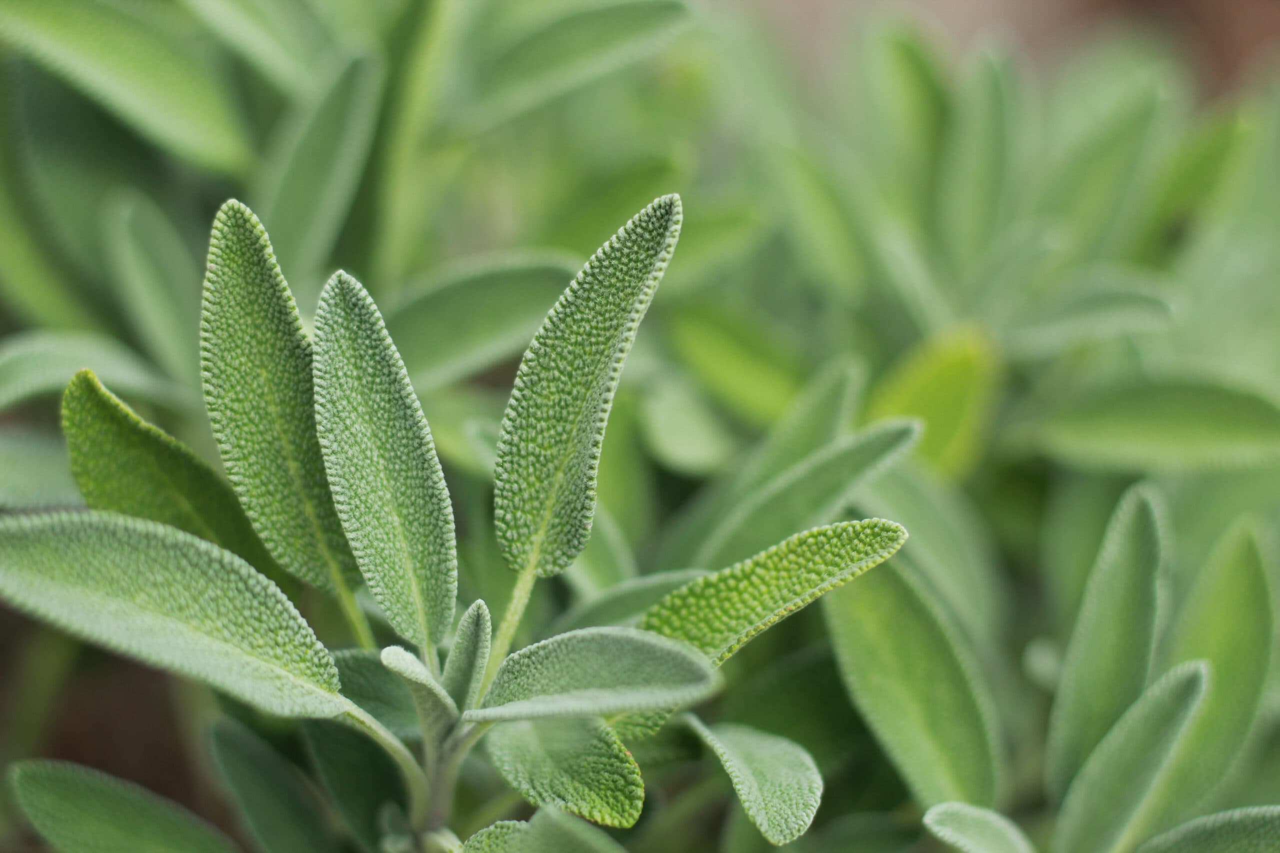 salvia plant leaves