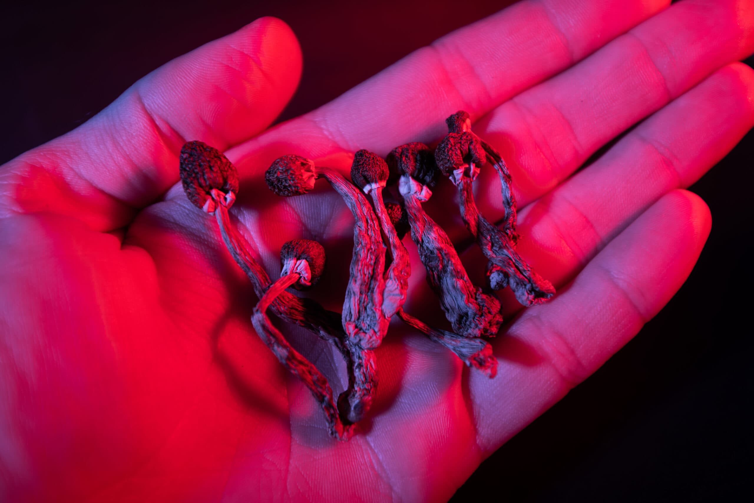 man holding psilocybin mushrooms