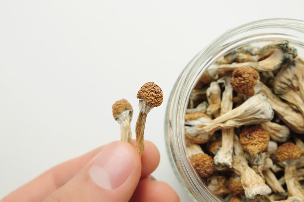 man holding psilocybin mushrooms