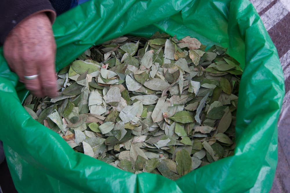 coca leaves