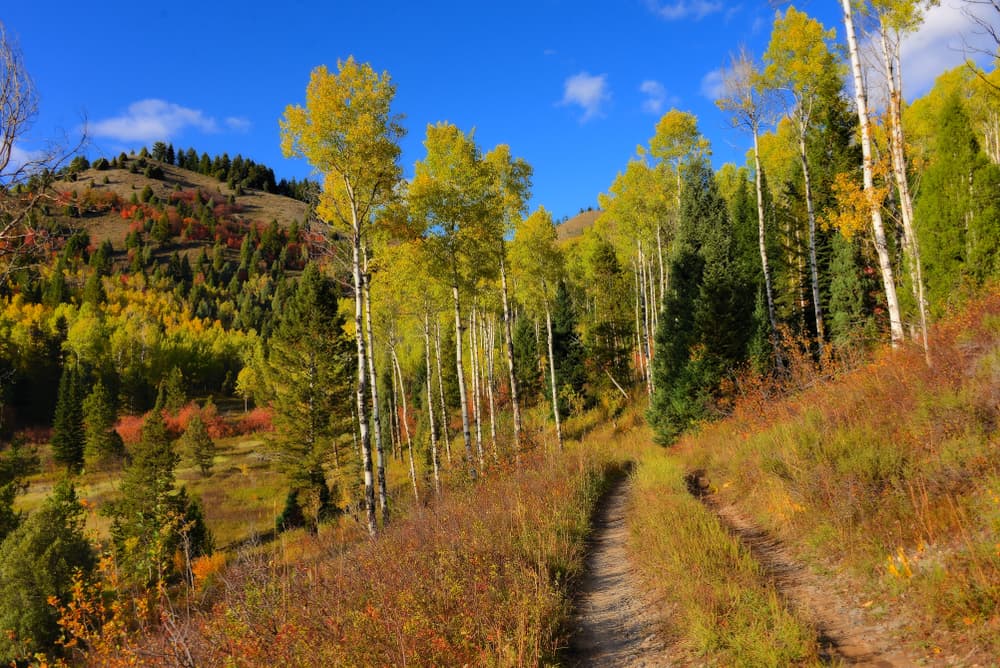 idaho trees and scenery