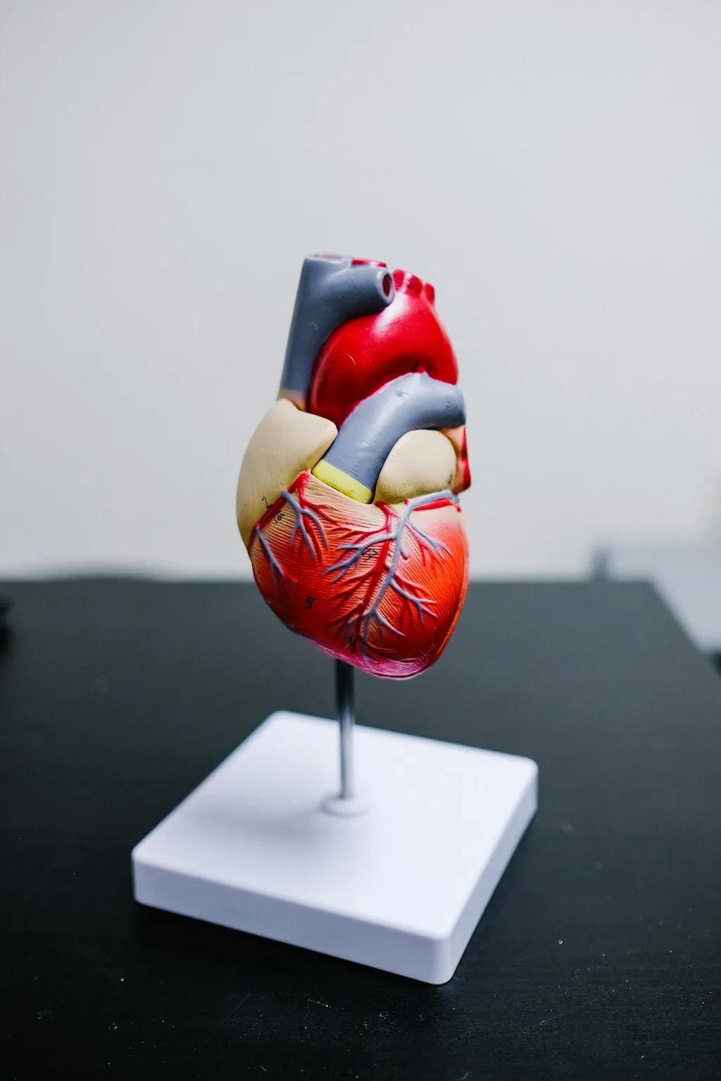 anatomical model of heart