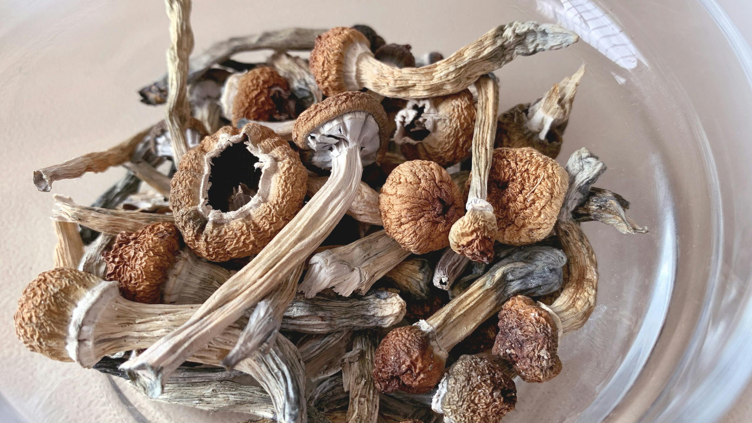 dried Psilocybin Mushrooms in bowl