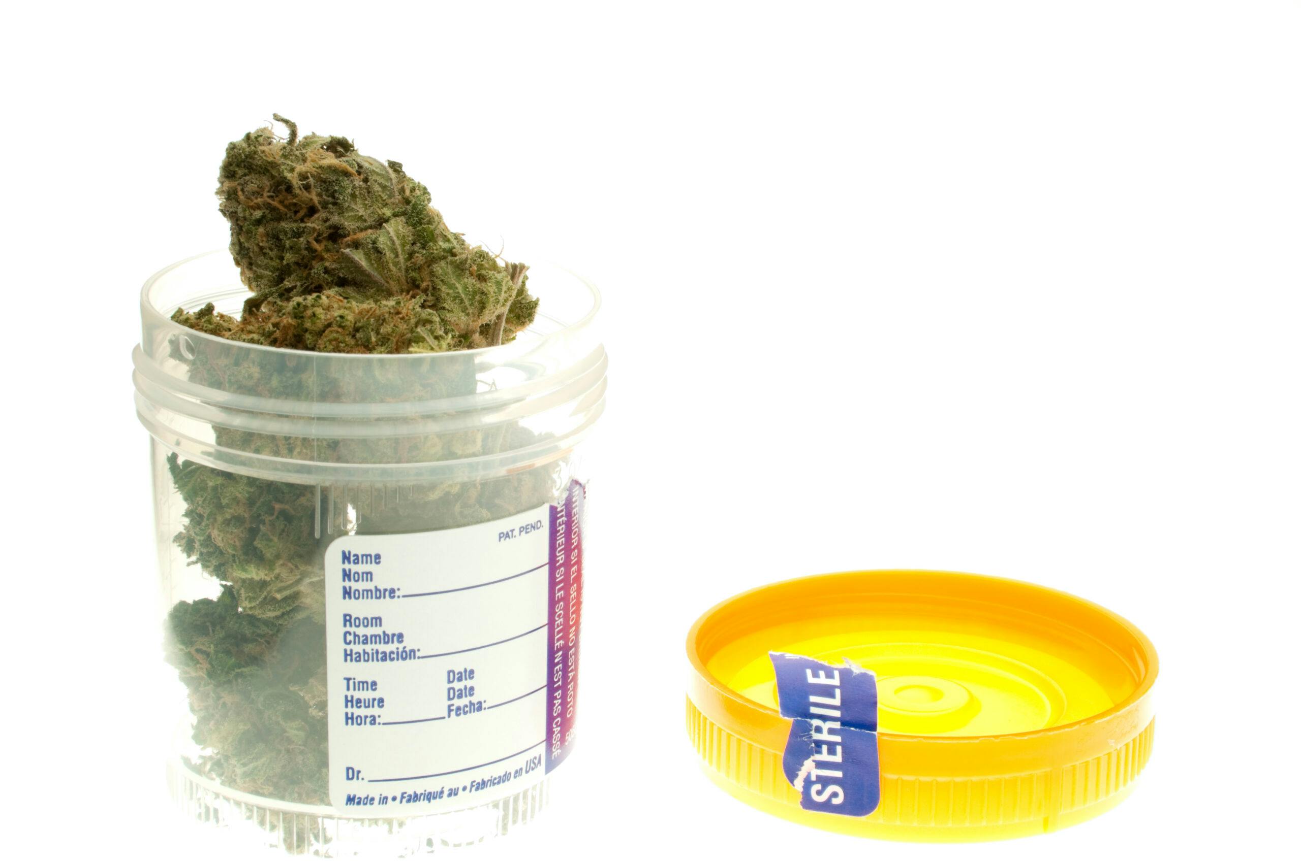 marijuana in urine cup drug test