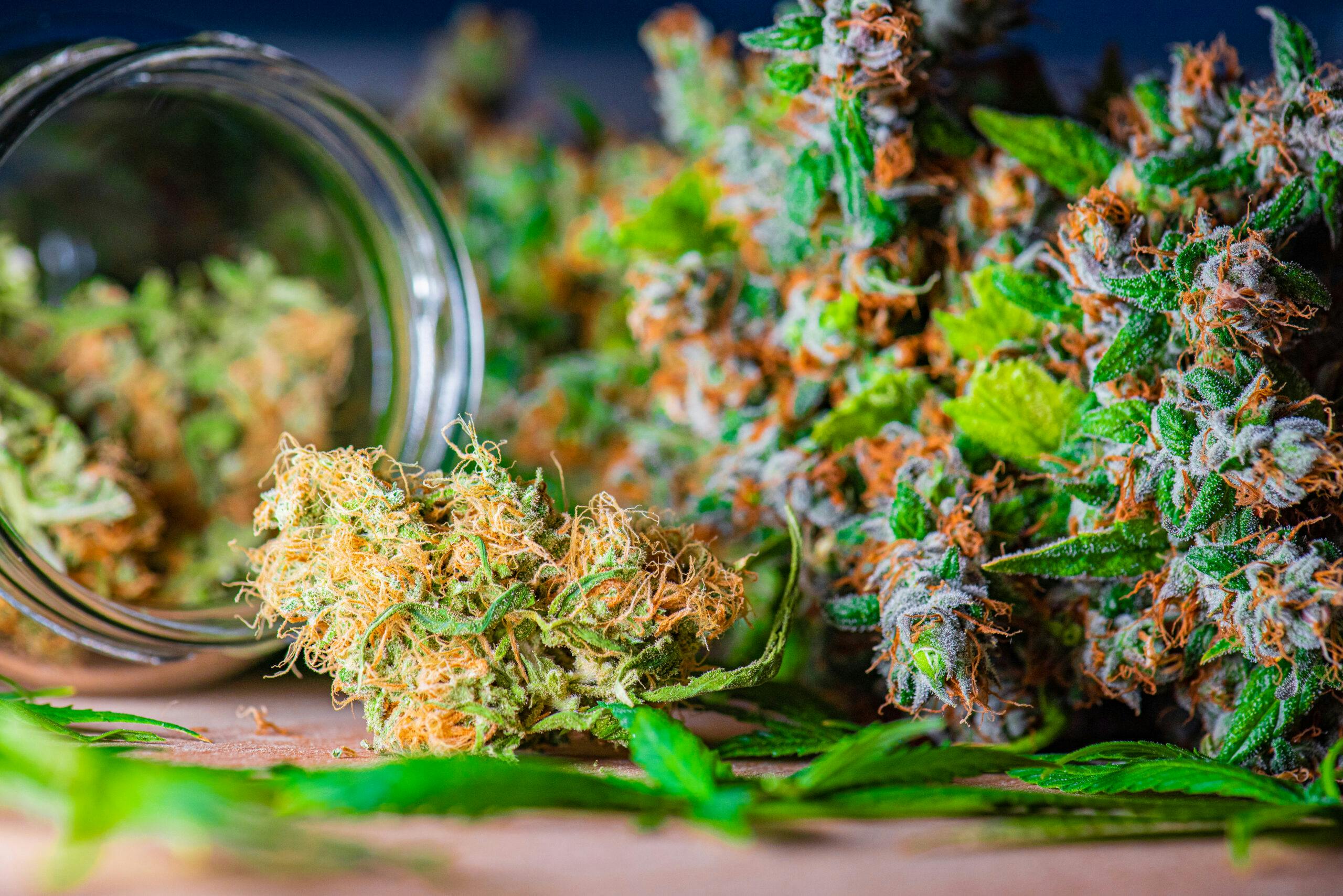 marijuana buds in jar