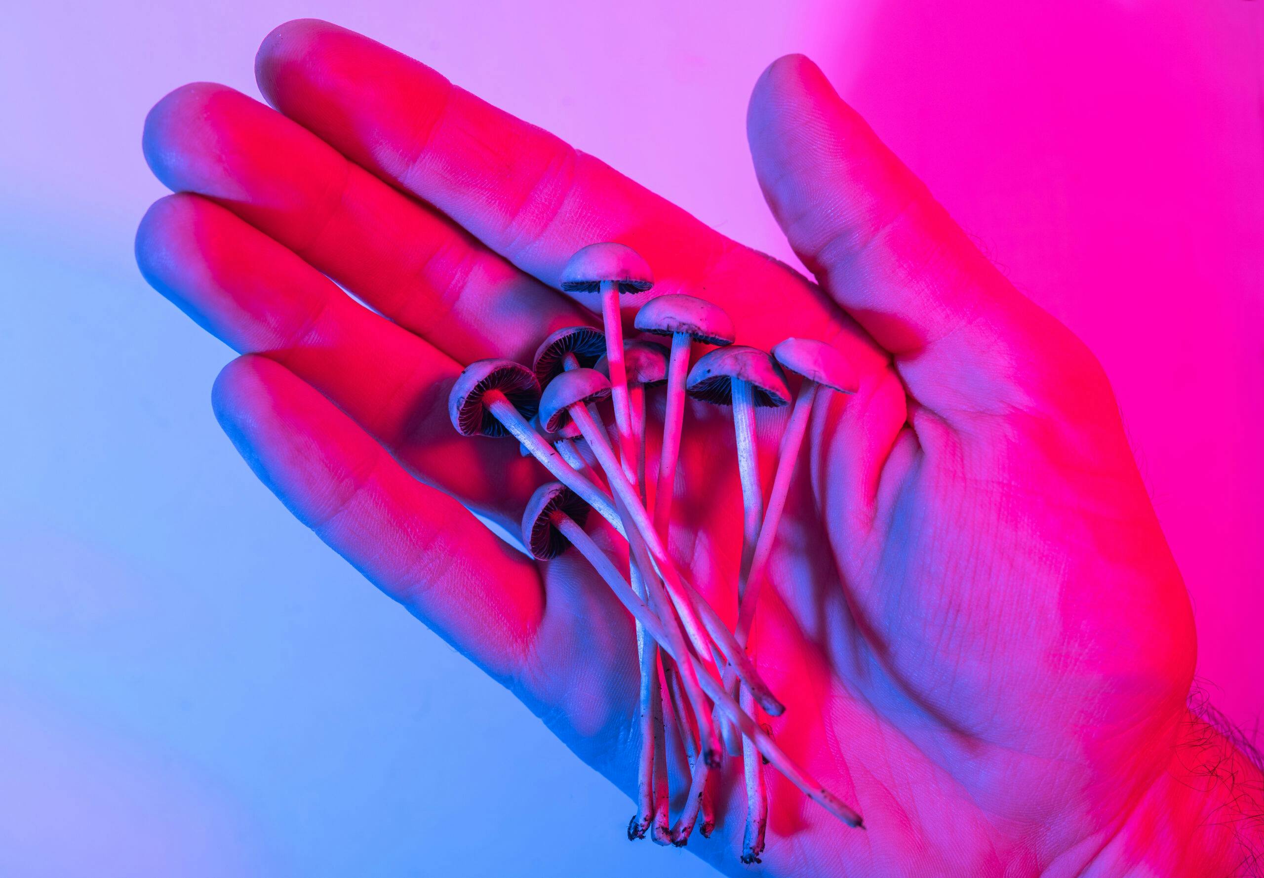 person holding psychedelic psilocybin mushrooms