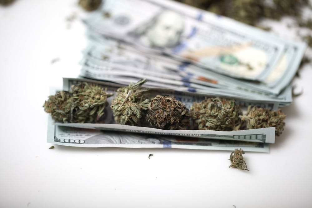 marijuana buds being rolled in $100 bills