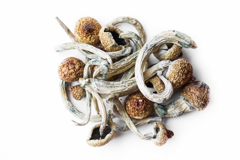dried psilocybin mushrooms