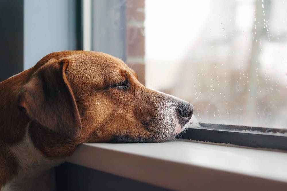 sad dog with head on window sill while looking at the rain outside